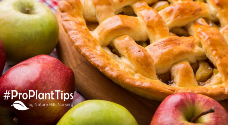 Top 5 Best Apples for Baking! - Nature Hills Nursery
