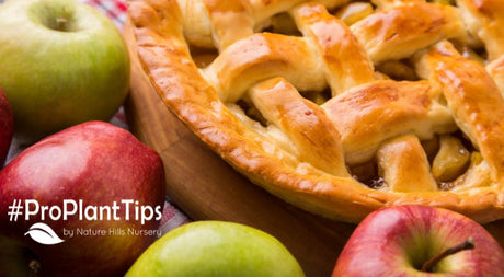 Top 5 Best Apples for Baking! - Nature Hills Nursery
