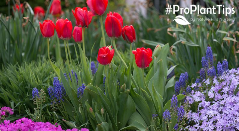 Top 5 Best Smelling Perennials For Your Home - Nature Hills Nursery