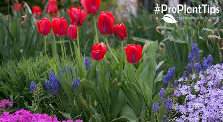 Top 5 Best Smelling Perennials For Your Home - Nature Hills Nursery