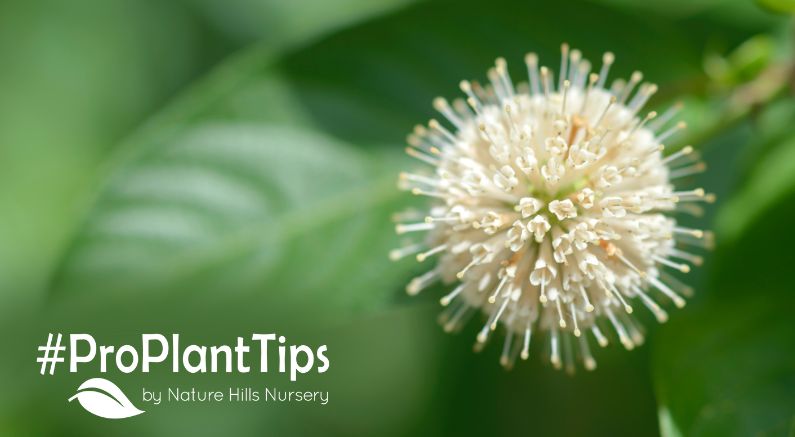 learn about buttonbush at nature hills garden blog