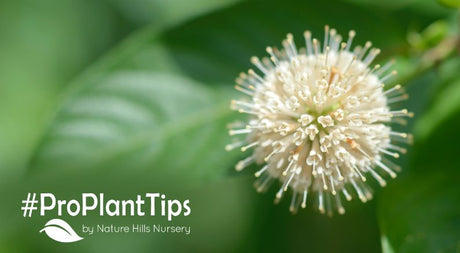 learn about buttonbush at nature hills garden blog