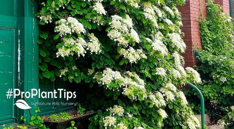 Top 5 Hydrangeas Worth the Hype - Nature Hills Nursery