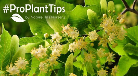 Top 5 Linden Trees At Nature Hills! - Nature Hills Nursery