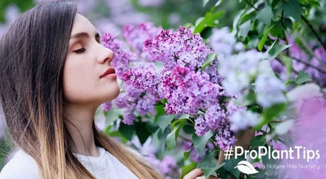 Top 5 Most Fragrant Shrubs to Perfume Your Landscape! - Nature Hills Nursery