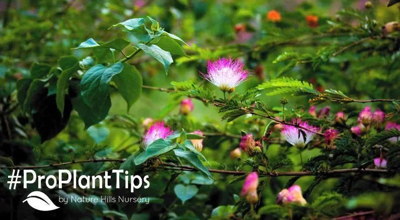 Top 5 Most Fragrant Trees - Nature Hills Nursery