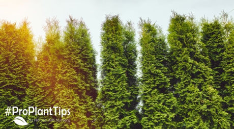 Top 5 Most Popular Privacy Trees - Nature Hills Nursery
