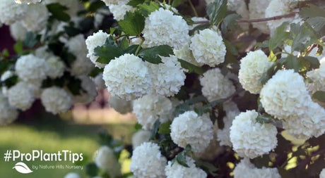 Top 5 Ornamental Hedge Shrubs With Fragrant Flowers! - Nature Hills Nursery