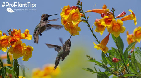 Top 5 Plants to Attract Hummingbirds to Your Yard - Nature Hills Nursery