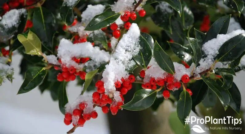 Winter Fire Color Top 5 Winter Interest Shrubs | Nature Hills