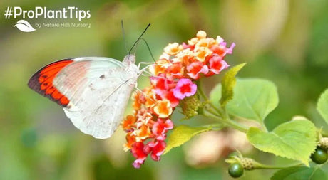 Top Beneficial Insects for Your Garden! - Nature Hills Nursery