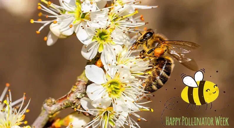 Top Flowering Plants To Help Pollinators - Nature Hills Nursery