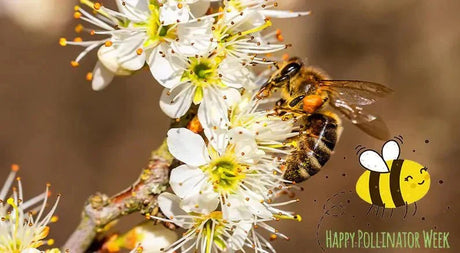 Top Flowering Plants To Help Pollinators - Nature Hills Nursery