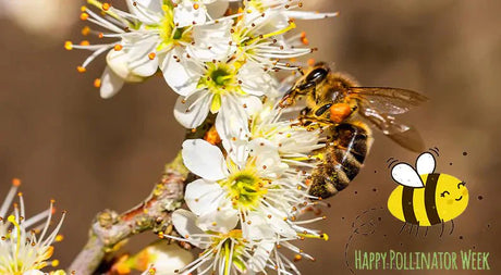 Top Flowering Plants To Help Pollinators - Nature Hills Nursery