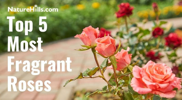 Most Fragrant Rose Varieties to Grow