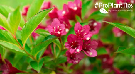 Weigela Blog Header, Close-Up of Weigela Shrub