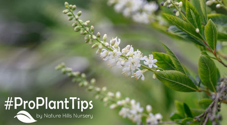 Buy Summersweet Shrubs at Nature Hills