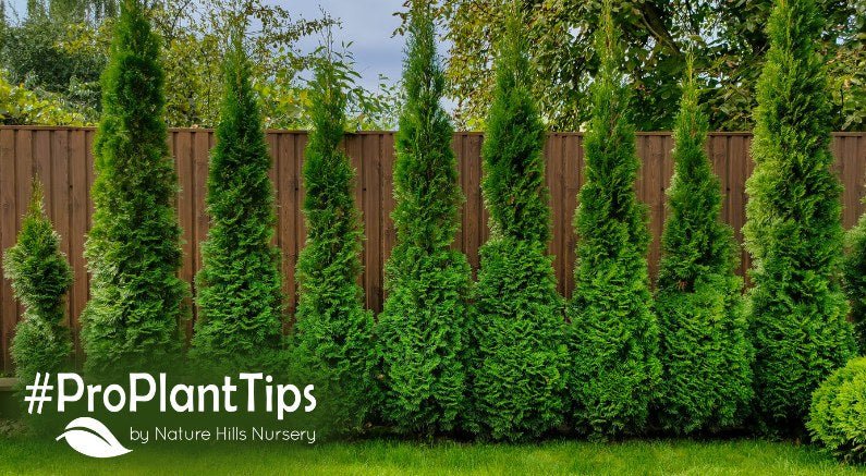 Transplanting Arborvitae - Nature Hills Nursery