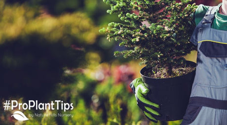 Transplanting Spruce Trees - Do it in the Fall! - Nature Hills Nursery