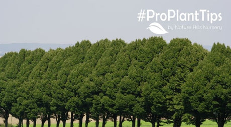 shop hedge, windbreak, and shade trees at nature hills