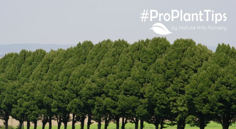 shop hedge, windbreak, and shade trees at nature hills