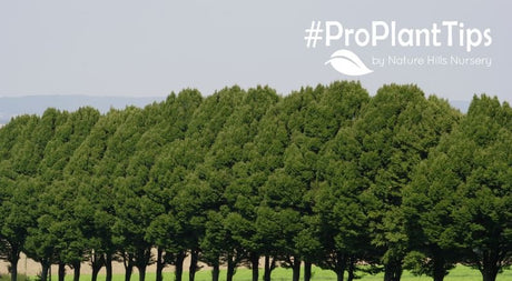 shop hedge, windbreak, and shade trees at nature hills