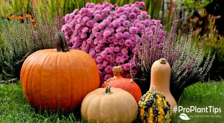 Trends in Fall Gardening For 2023! - Nature Hills Nursery