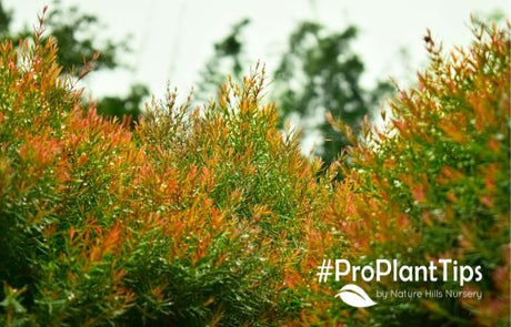 Tropical & Carefree Heavenly Bamboo Bushes - Nature Hills Nursery