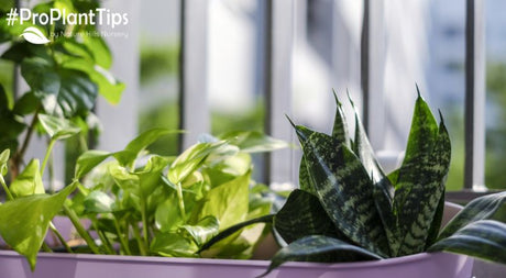 Tropical Plant Care Indoors & Out! - Nature Hills Nursery