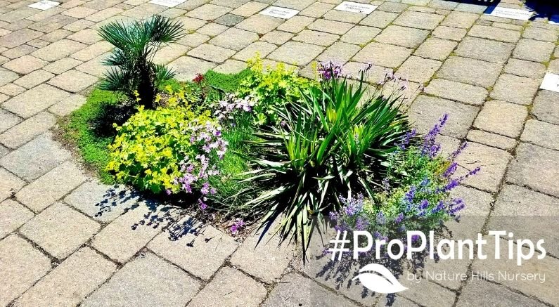 Turning Broken Bricks Into a Patio Garden - Nature Hills Nursery