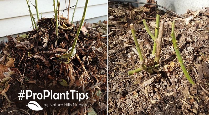 Spring Rose Care: Un-Wintering Your Roses