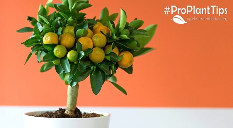 Understanding Container Citrus Tree  Fertilization - Nature Hills Nursery