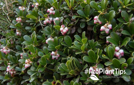 Unique Broadleaf Evergreen Shrubs For Winter Interest! - Nature Hills Nursery