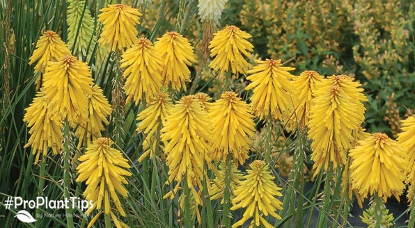 Unique Perennials for a Standout Garden