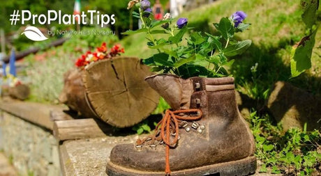 Unique Planter Ideas to Try this Spring - Nature Hills Nursery