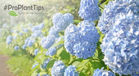Unraveling Hydrangeas Pt. I: Planting, Pruning, and Care - Nature Hills Nursery