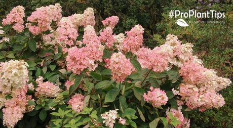 Unraveling Hydrangeas Pt. II: Woody Types - Nature Hills Nursery