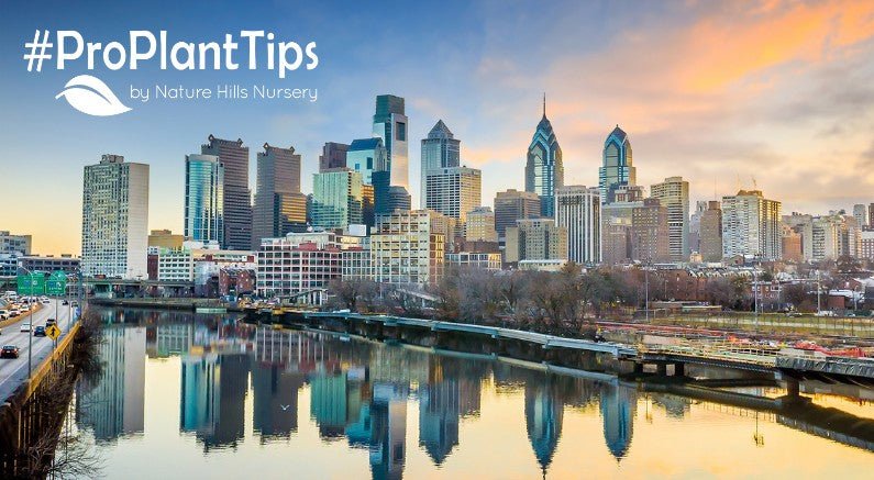 Urban Gardening Philadelphia: Best Plant Picks - Nature Hills Nursery