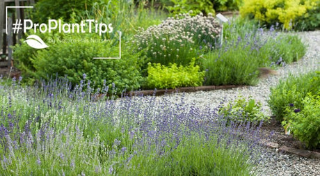 Using Herbs for Decoration! - Nature Hills Nursery