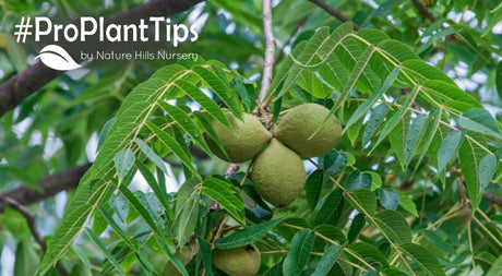 shop walnut trees and how to grow walnuts at nature hills