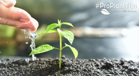 What Can you Plant in July? Is it too Late to Plant? - Nature Hills Nursery