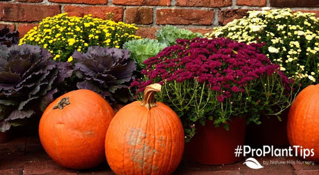 What to Do in The Garden This Fall (And What Not To Do) - Nature Hills Nursery