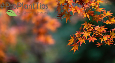 What to Plant for October Blooms and Interest! - Nature Hills Nursery