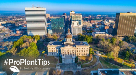 What to Plant in Columbia: Top Picks for South Carolina Gardens - Nature Hills Nursery