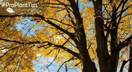 What to Plant Instead of an Ash Tree - Nature Hills Nursery