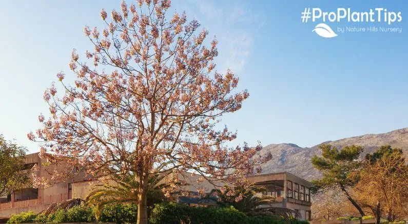 What to Plant Instead of Empress Trees! - Nature Hills Nursery