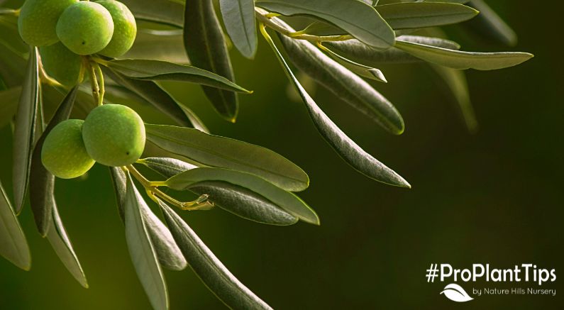 What Tree to Plant Instead of Russian Olive Trees! - Nature Hills Nursery