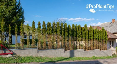 Arborvitae hedge showing common problems including deer browsing damage and winter browning in a residential landscape