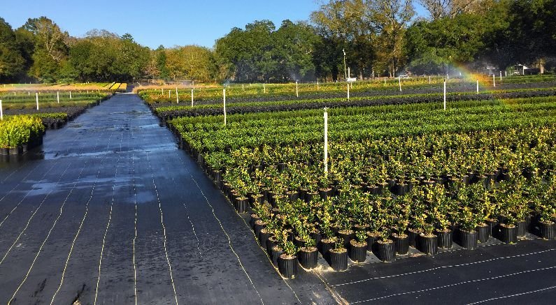 What’s the Difference Between #1, #2, #3, #5, #7 Container Sizes? - Nature Hills Nursery