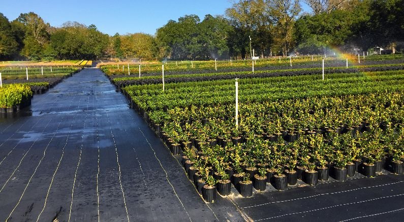 What’s the Difference Between #1, #2, #3, #5, #7 Container Sizes? - Nature Hills Nursery